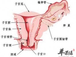 子宫颈糜烂的防治