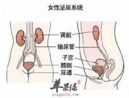 女性泌尿器的构造与功能